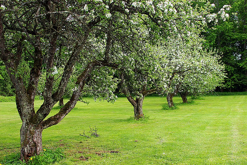 Old apple orchard.jpg